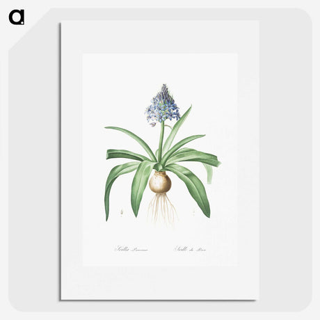 2-88_The-Lilies_picture