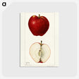 2-88_USDA-Watercolor-Fruit-Painting-Collection_postcard