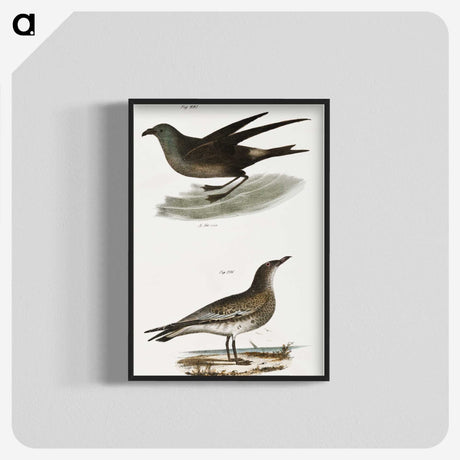 2-88_Zoology-of-New-York_blk-crop