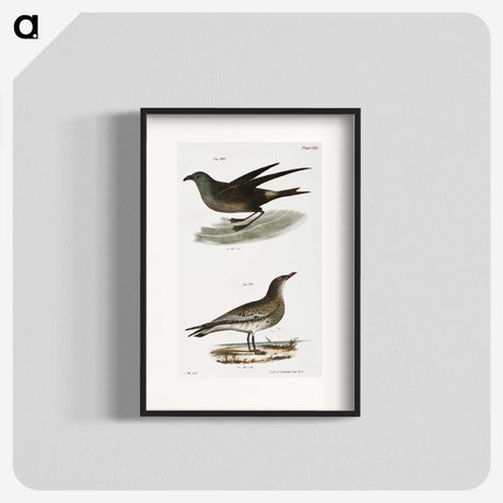 2-88_Zoology-of-New-York_blk