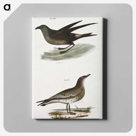 2-88_Zoology-of-New-York_canvas