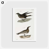 2-88_Zoology-of-New-York_hagaki