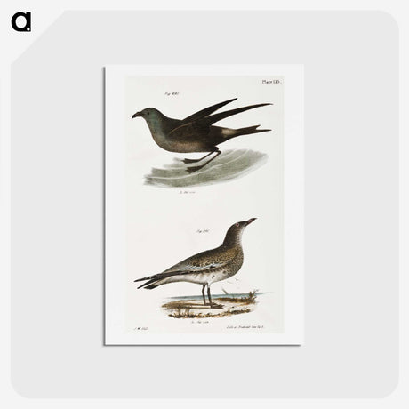 2-88_Zoology-of-New-York_hagaki