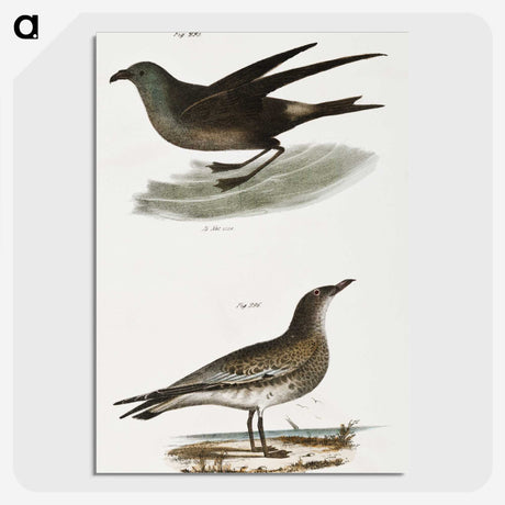 2-88_Zoology-of-New-York_picture-crop