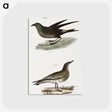 2-88_Zoology-of-New-York_postcard