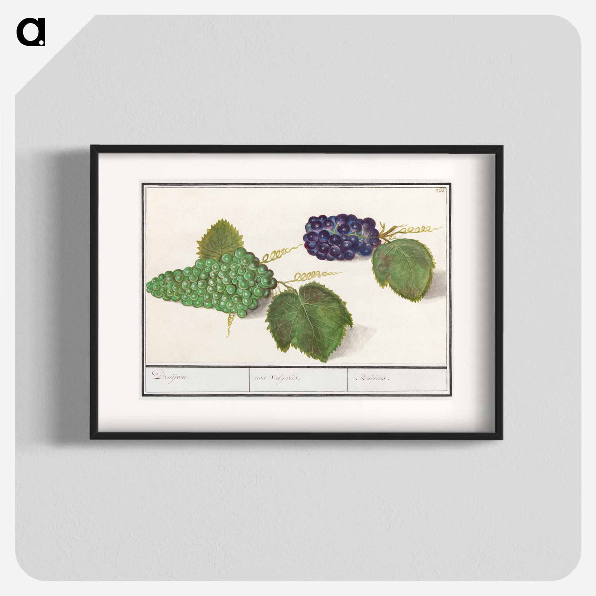 Grape - アンセルムス ボエティウス デ ブート Poster.