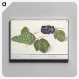 2-89_Anselmus-Boetius-de-Boodt_canvas