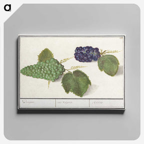 2-89_Anselmus-Boetius-de-Boodt_canvas