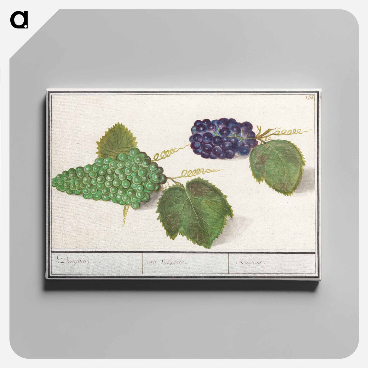 Grape - アンセルムス ボエティウス デ ブート Canvas.