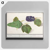 Grape - アンセルムス ボエティウス デ ブート Canvas.