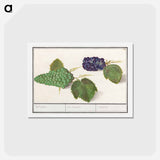 アートポストカード-Grape - アンセルムス ボエティウス デ ブート Postcard.