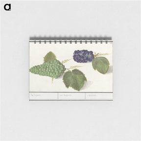 2-89_Anselmus-Boetius-de-Boodt_memo
