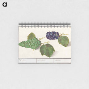 アートメモ帳-Grape - アンセルムス ボエティウス デ ブート Memo.