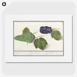 2-89_Anselmus-Boetius-de-Boodt_picture