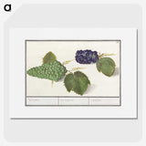 2-89_Anselmus-Boetius-de-Boodt_picture