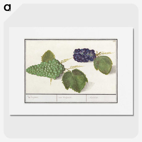 2-89_Anselmus-Boetius-de-Boodt_picture