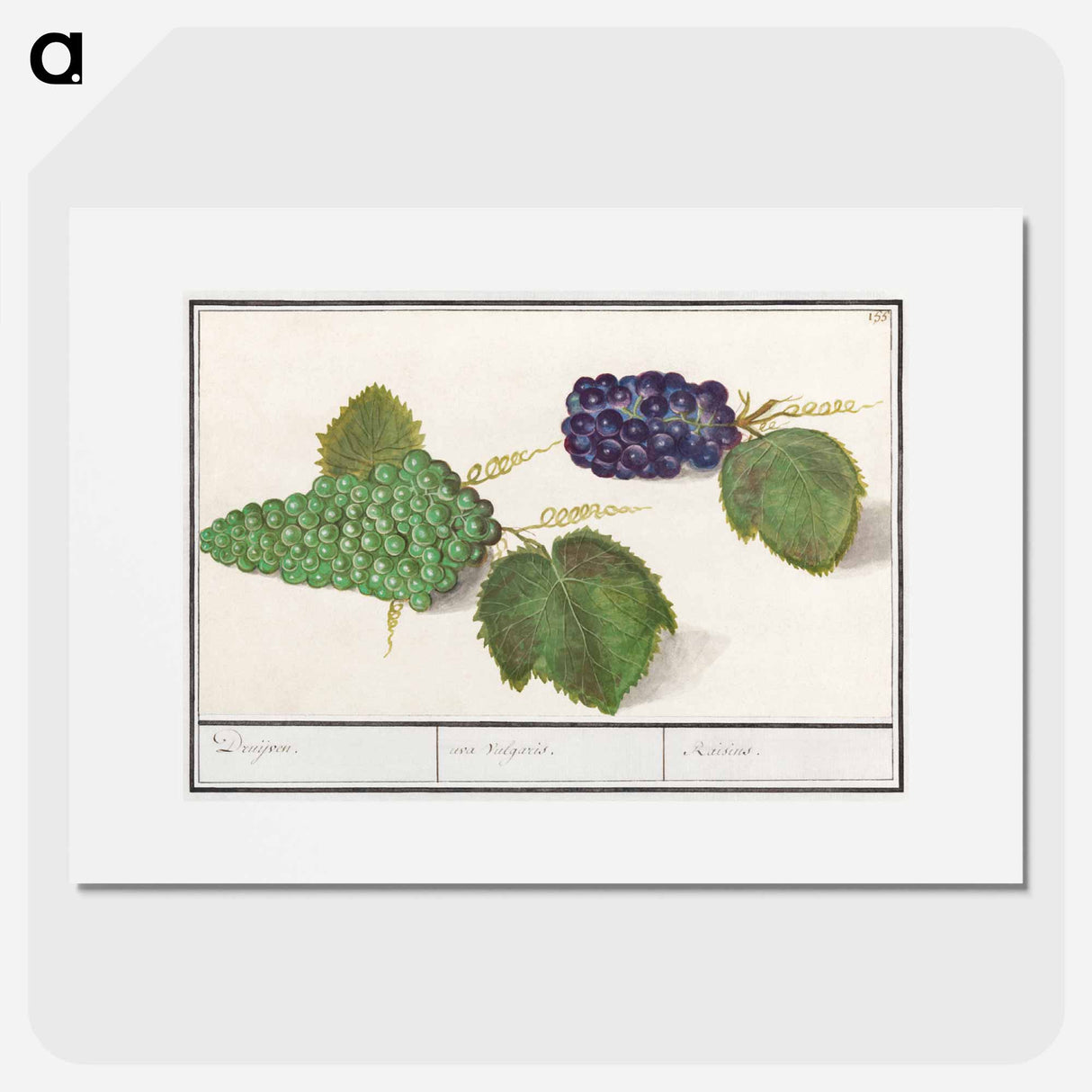 Grape - アンセルムス ボエティウス デ ブート Poster.