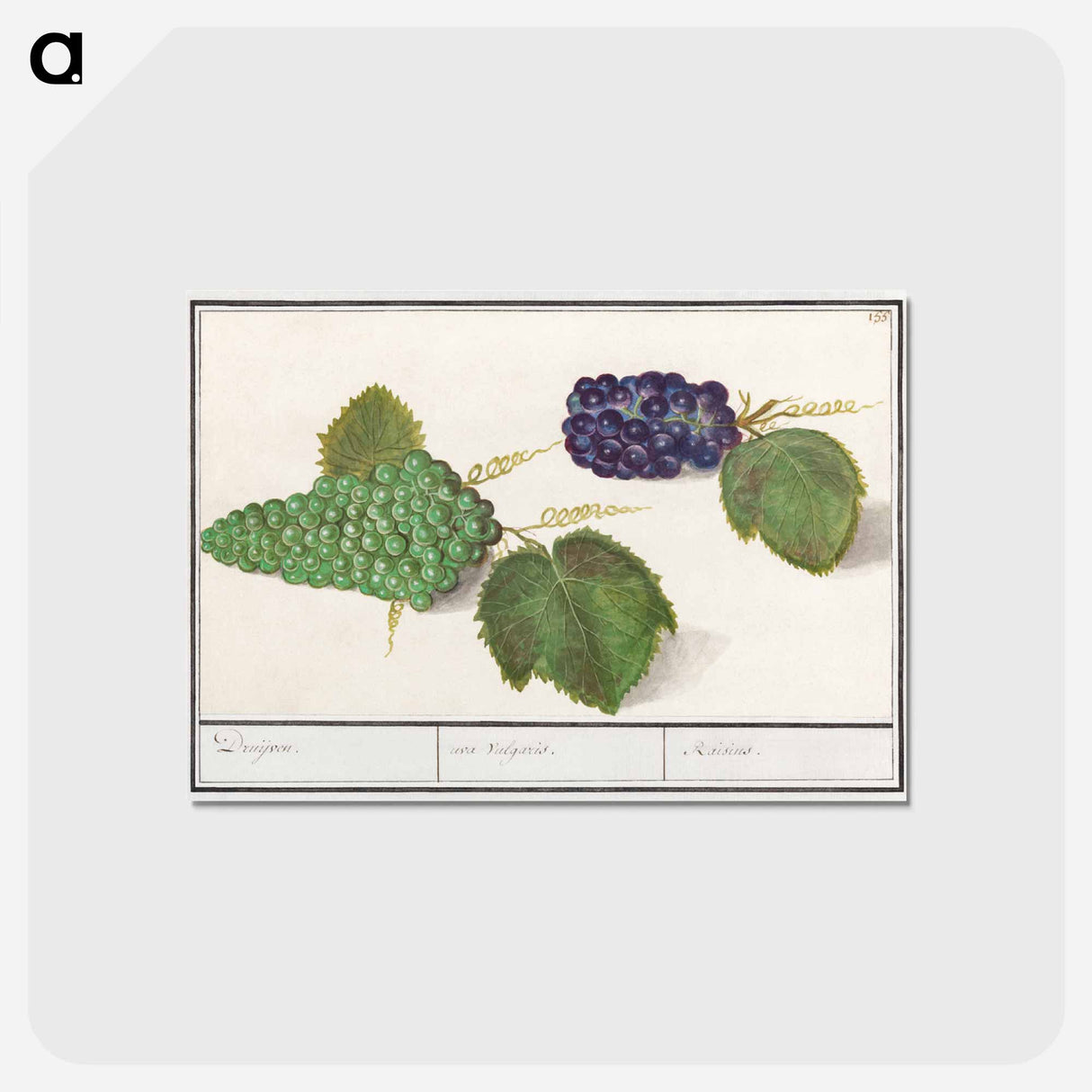 アートポストカード-Grape - アンセルムス ボエティウス デ ブート Postcard.