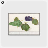 アートポストカード-Grape - アンセルムス ボエティウス デ ブート Postcard.