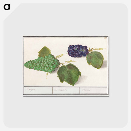 アートポストカード-Grape - アンセルムス ボエティウス デ ブート Postcard.