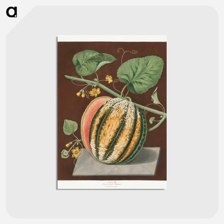 アートポストカード-Scarlet Flesh Romana Melon
 - クリーブランド美術館 Postcard.