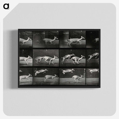2-89_Eadweard-Muybridge_blk-crop