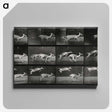 2-89_Eadweard-Muybridge_canvas