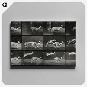 2-89_Eadweard-Muybridge_canvas