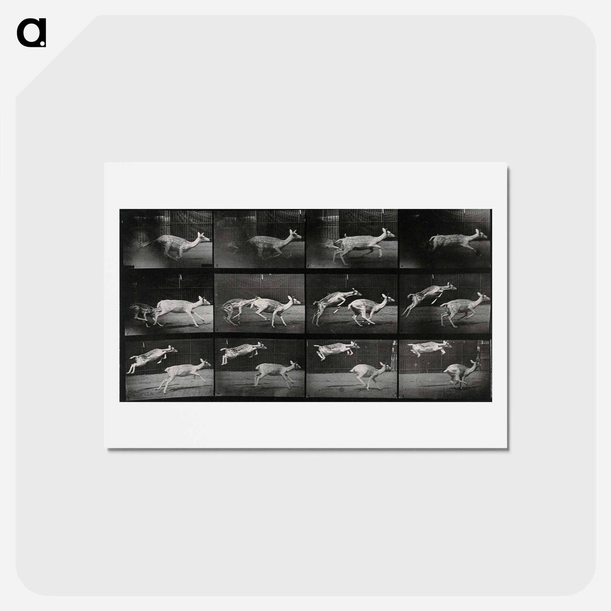 アートポストカード-Jumping Deer
 - エドワード マイブリッジ Postcard.