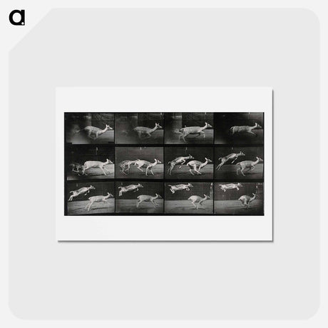アートポストカード-Jumping Deer
 - エドワード マイブリッジ Postcard.