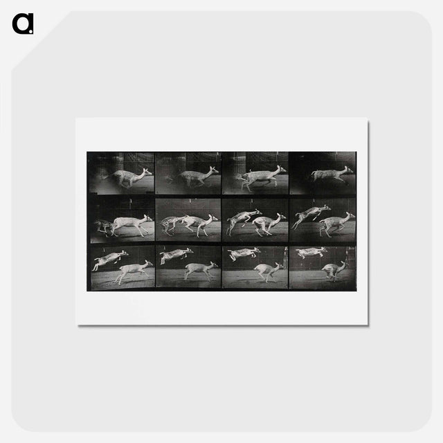 アートポストカード-Jumping Deer
 - エドワード マイブリッジ Postcard.