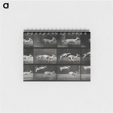 2-89_Eadweard-Muybridge_memo