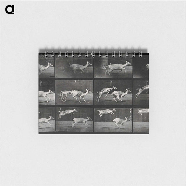 2-89_Eadweard-Muybridge_memo