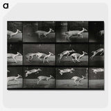 2-89_Eadweard-Muybridge_picture-crop