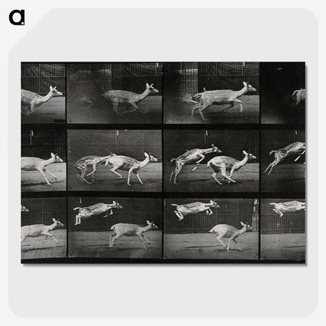 2-89_Eadweard-Muybridge_picture-crop