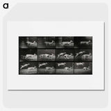 2-89_Eadweard-Muybridge_picture