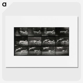 2-89_Eadweard-Muybridge_picture