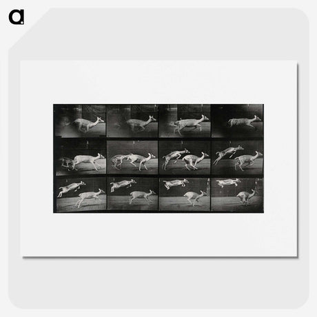 2-89_Eadweard-Muybridge_picture