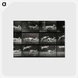 2-89_Eadweard-Muybridge_postcard