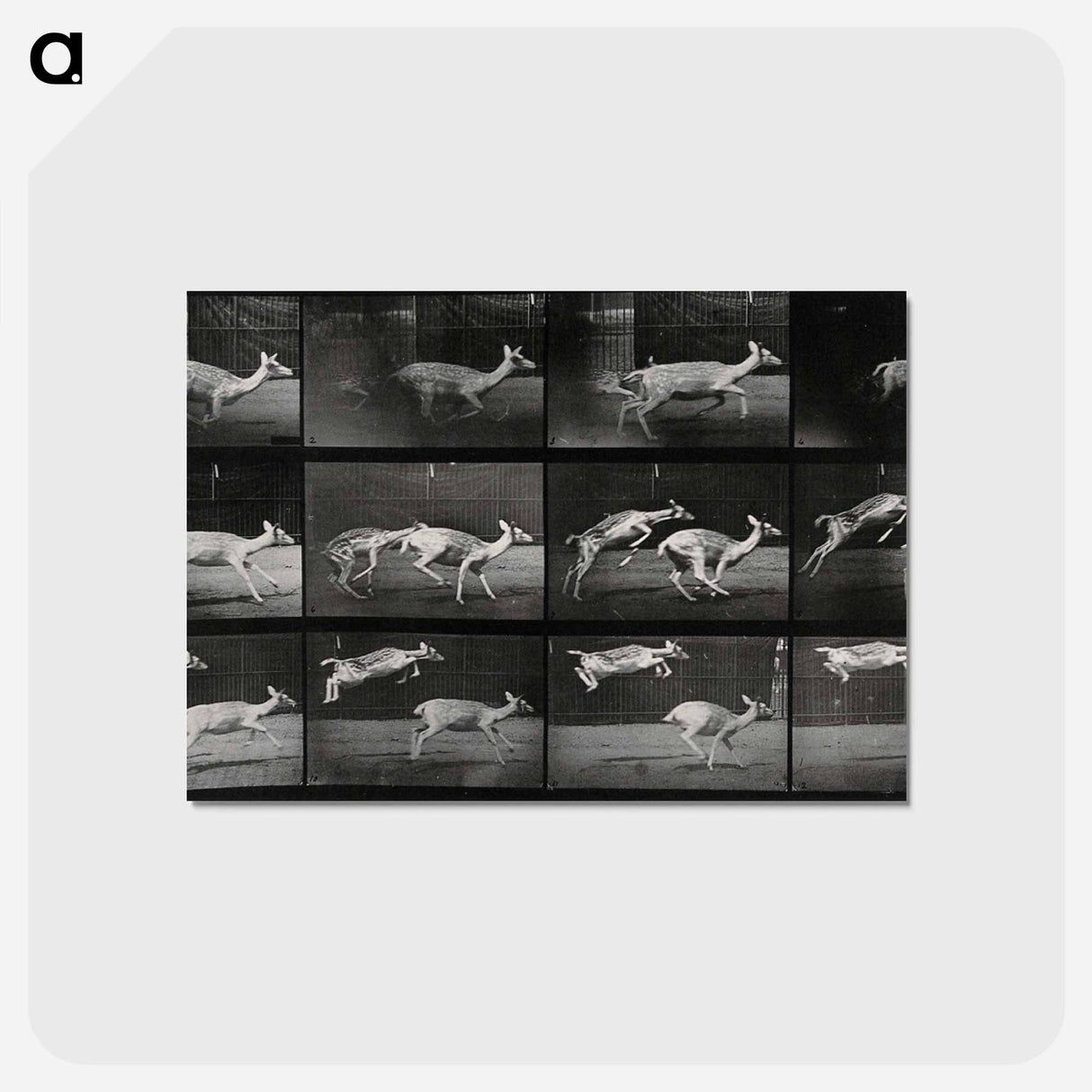 アートポストカード-Jumping Deer
 - エドワード マイブリッジ Postcard.