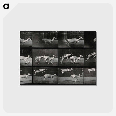 アートポストカード-Jumping Deer
 - エドワード マイブリッジ Postcard.