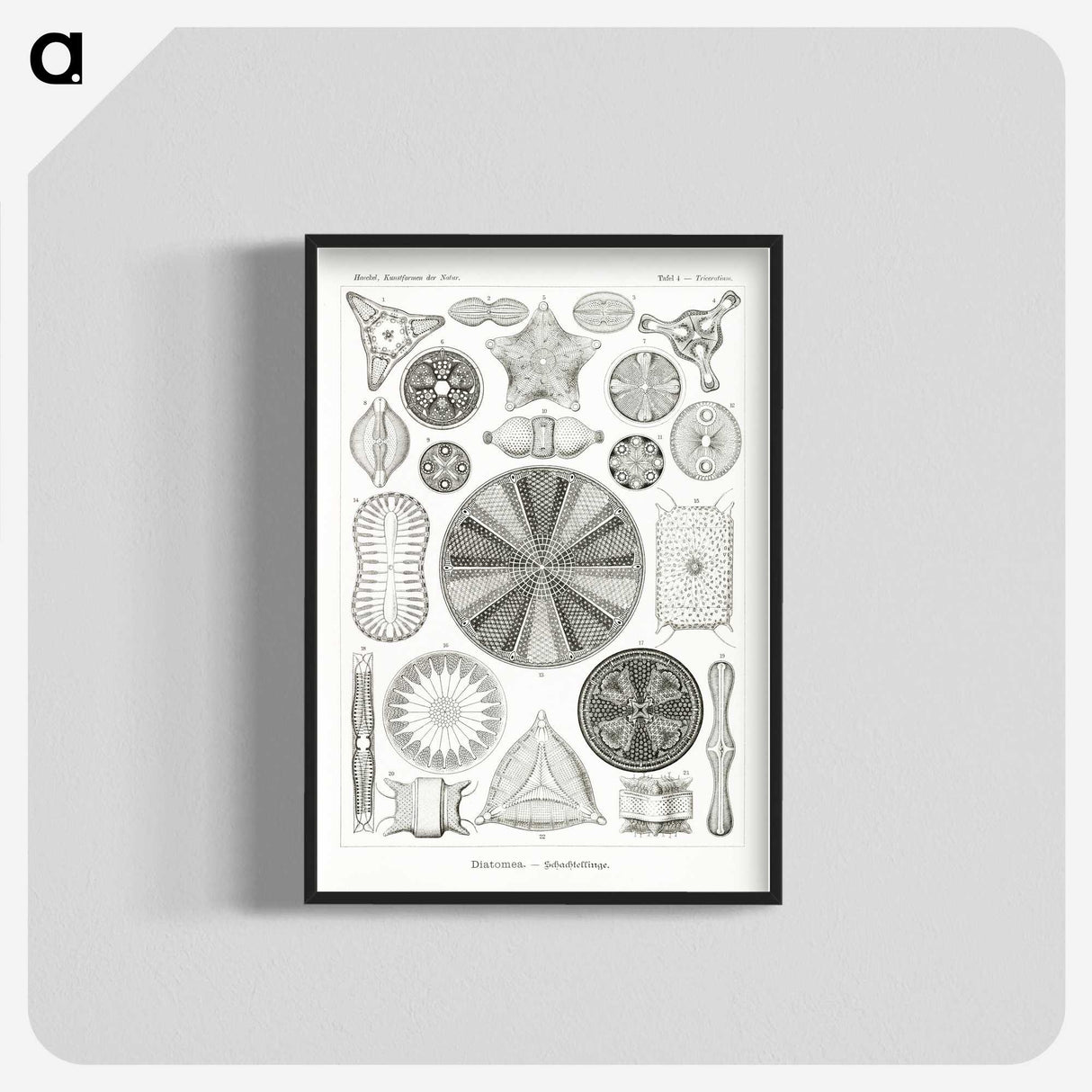 2-89_Ernst-Haeckel_blk-crop