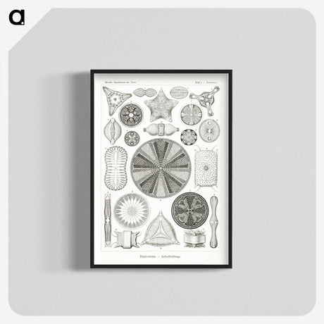 2-89_Ernst-Haeckel_blk-crop