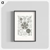 2-89_Ernst-Haeckel_blk