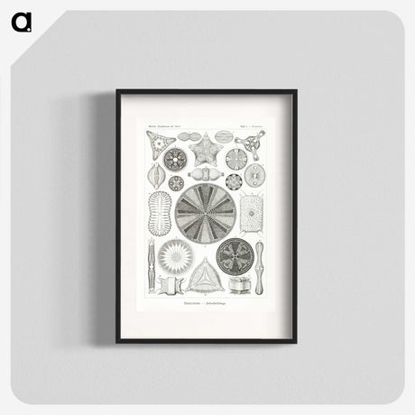 2-89_Ernst-Haeckel_blk