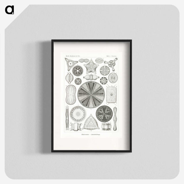 2-89_Ernst-Haeckel_blk