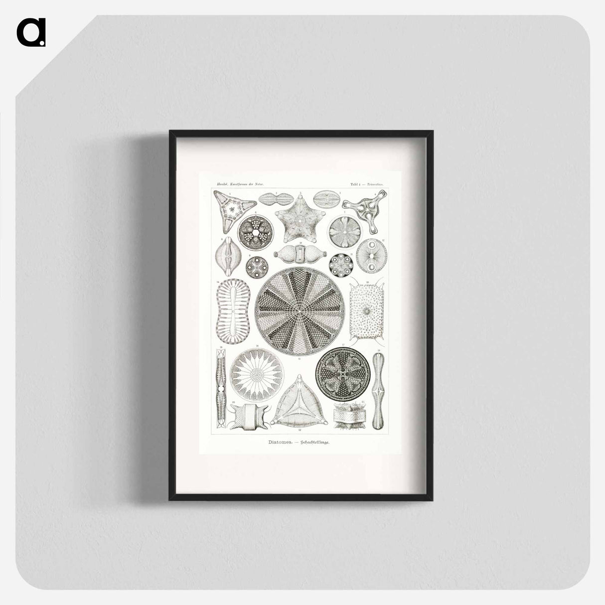 Diatomea–Schachtellinge from Kunstformen der Natur - エルンスト ヘッケル Poster.