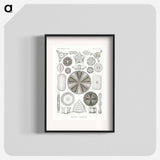 Diatomea–Schachtellinge from Kunstformen der Natur - エルンスト ヘッケル Poster.