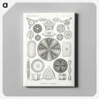 2-89_Ernst-Haeckel_canvas