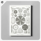 2-89_Ernst-Haeckel_canvas